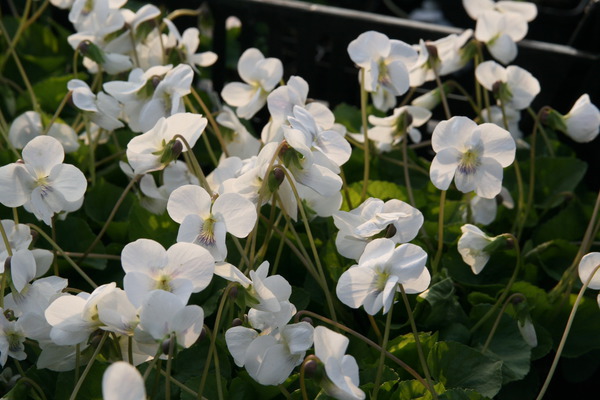 Viola sororia Albiflora