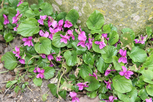 Viola sororia Rubra