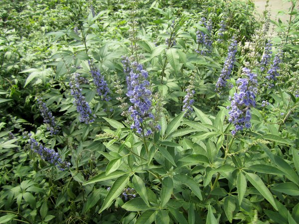 Vitex agnus castus Blue Diddley, Mönchspfeffer