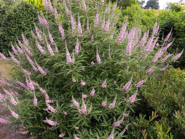 Vitex Galactic Pink, M&ouml;nchspfeffer Galactic Pink, quer