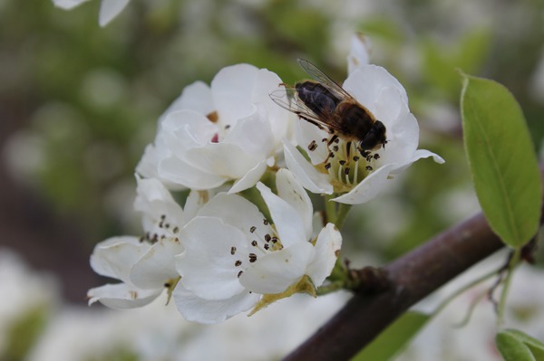 Bienen auf Blüte