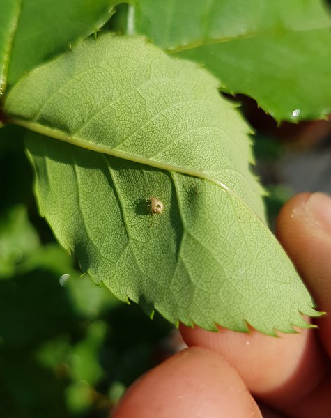 Rosenkrankheiten, Von Schlupfwespen parasitierte Blattlausmumie, Tobias Schäfer