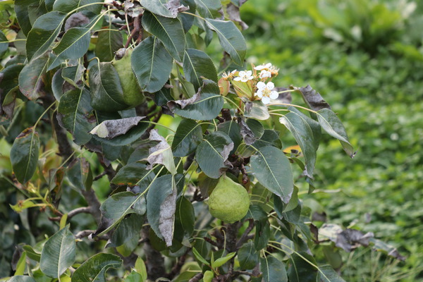 vorzeitige Blüten von Obstbäumen und Beerensträuchern Lubera