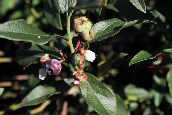 vorzeitige Blüten Heidelbeere Lubera