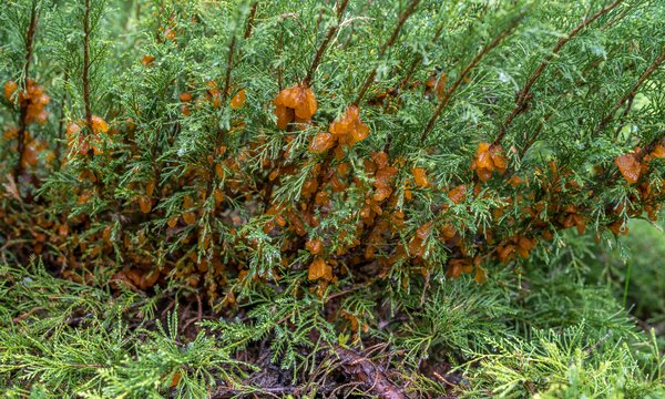 Wacholder, Juniperus, befallen, Gitterrost, Gymnosporangium