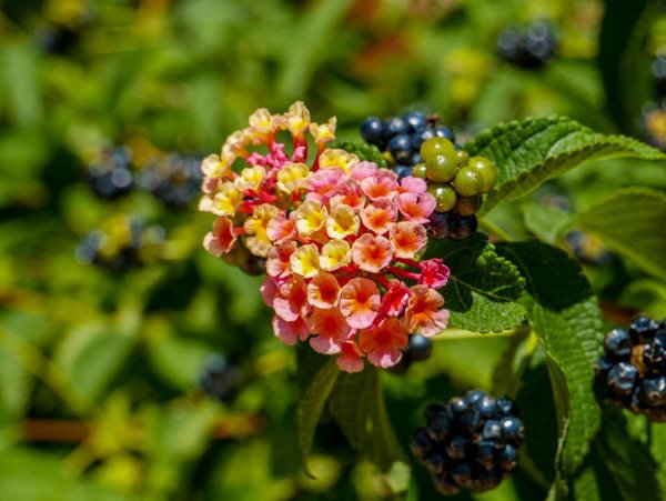 Das Wandelröschen bildet am Sommerende schwarze Beeren