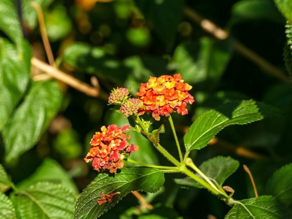 Wandelröschen sind nicht winterhart - blühen aber bis in den Herbst hinein