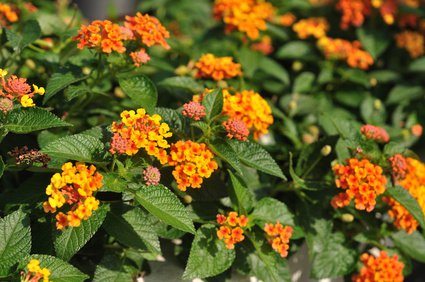 Beautiful Weeping lantanas in garden