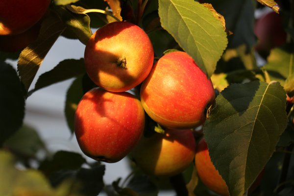 Wann sind Äpfel reif Apfelernte Lubera