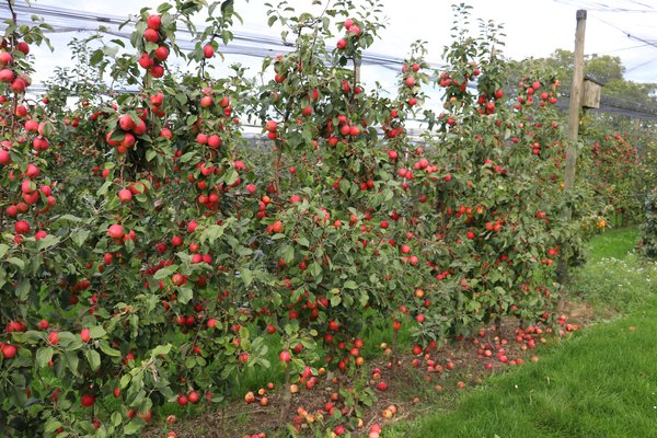 Wann sind Äpfel reif Apfelernte Lubera