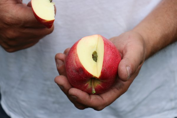 Wann sind Äpfel reif Apfelernte Lubera