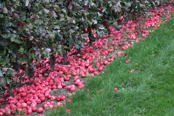 Wann sind Äpfel reif Apfelernte Lubera