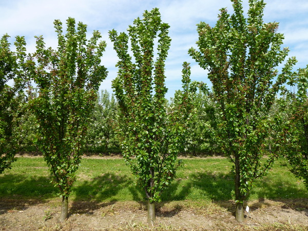 Säulenobst Fruttini Jachim