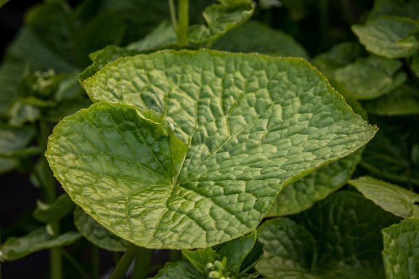 Echter Wasabi (Eutrema japonica) Lubera