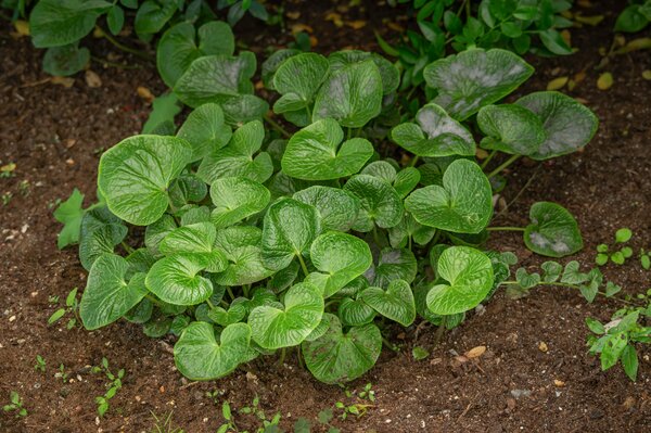 Gemse im Schatten, Lubera