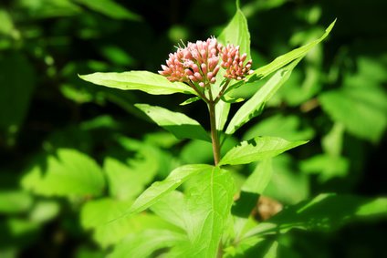 Eupatorium Knospen