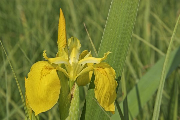 Wasserlilie, Iris pseudacorus
