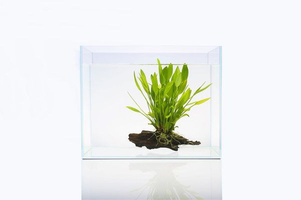 Wasserpflanzen im Glas