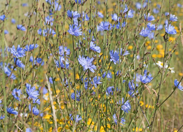 Wegwarte, Cichorium intybus