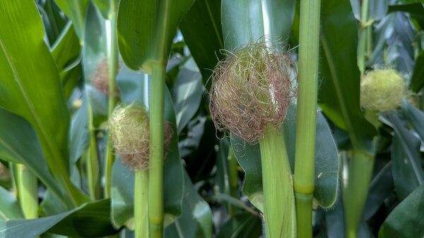 Weibliche Maisbl�te, Zea mays