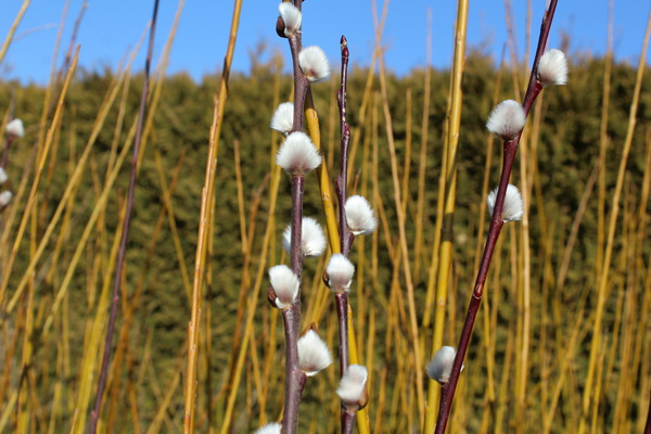 Gartenarbeit im März Lubera Weide Sal-Weide