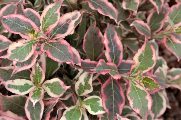 Zwerg-Weigelia 'Monet' (Weigela florida 'Monet')