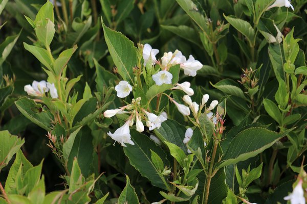 Weigelia Weigelie Snowflake Lubera