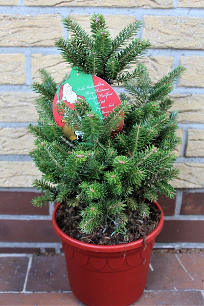 Abies koreana Molli