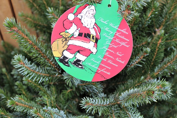 Weihnachtliche Serbische Zwergfichte im roten Deko-Topf