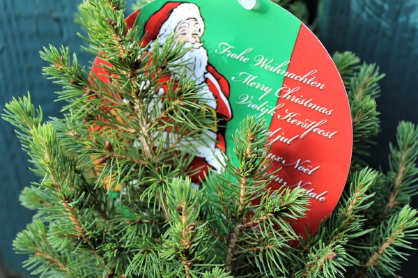 Weihnachtsbaum im Topf Lubera Weihnachtliche Zuckerhutfichte im roten Deko-Topf
