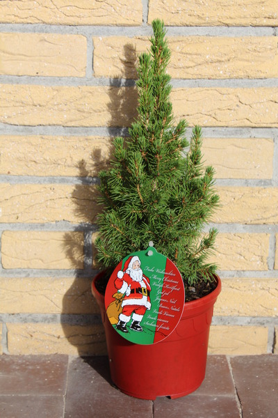 Picea glauca Conica Zuckerhutfichte