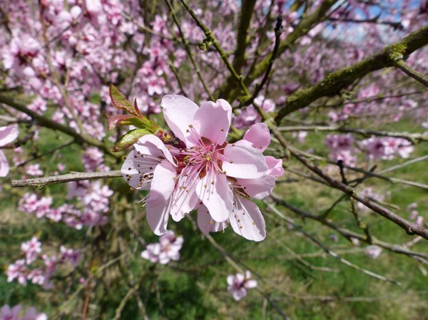 Weinbergpfirsich Blüte