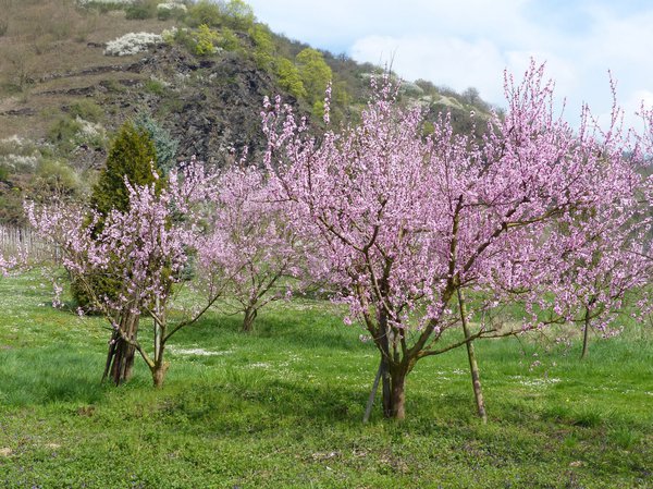 Weinbergpfirsich Baum