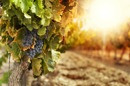 Wein anbauen im eigenen Garten