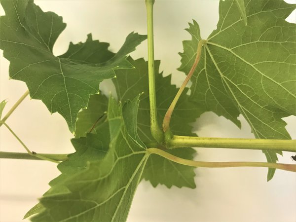 Weinreben ausgeizen Trauben Weintrauben Vitis vinifera