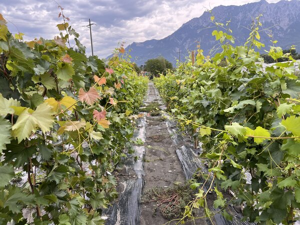 Weinreben, Vitis vinifera, Trockenheit 2026