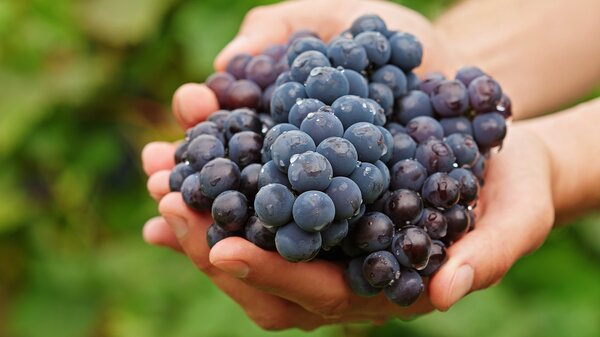 Weinreben