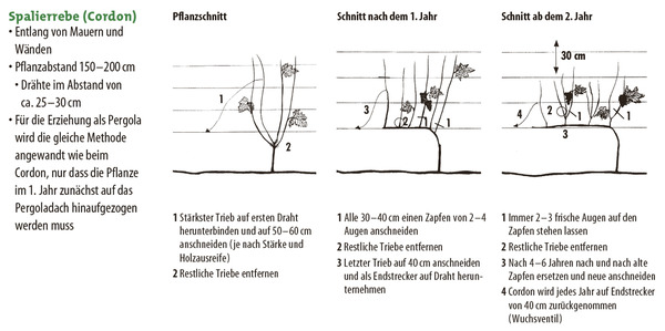 Rebenerziehung Spalierrebe, weinreben pflanzen