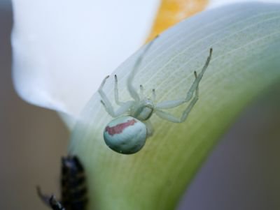 Eine Spinne nutzt die Blte der Calla Pflanze zur Tarnung