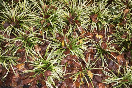 Japansegge - Carex morrowii 'Goldband' - bräunliche Ähren