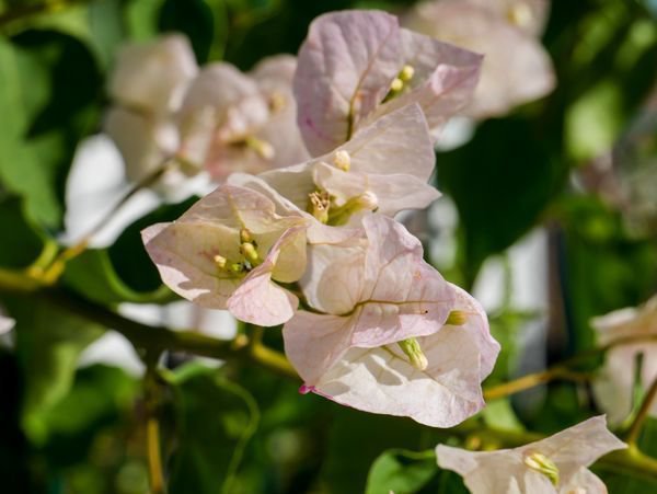 Bougainvillea Standort