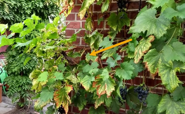 Weisse Johannisbeeren pflanzen Vogel auf der Lauer Weinrebe