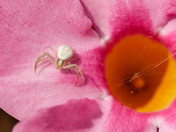 Mediterrane Pflanzenpflege im Sptsommer