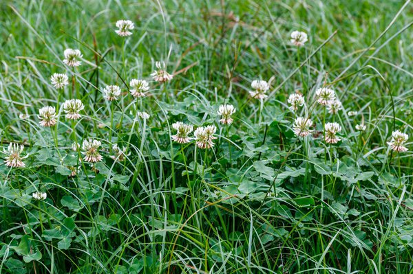 Trifolium repens im Rasen