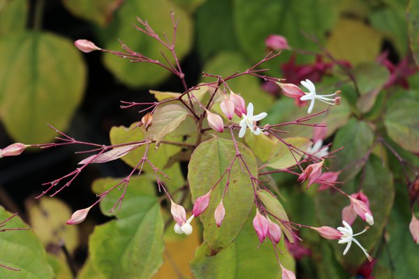 Clerodendrum trichotomum fargesii Losbaum