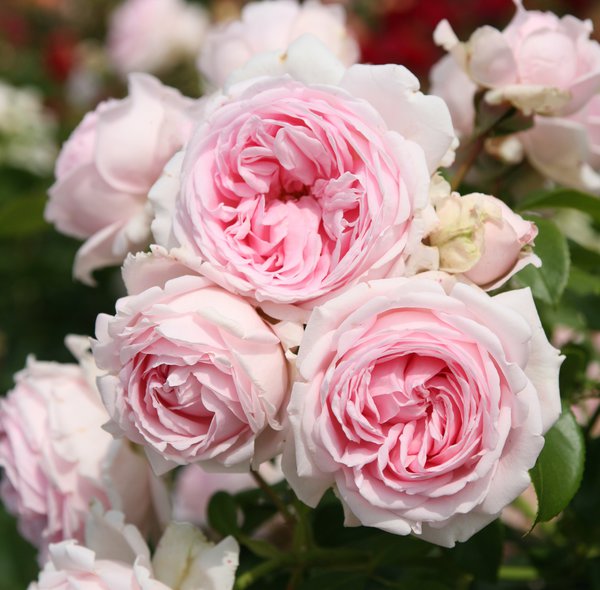 Strauchrose 'Wellenspiel'® Strauchrose 'Wellenspiel'®