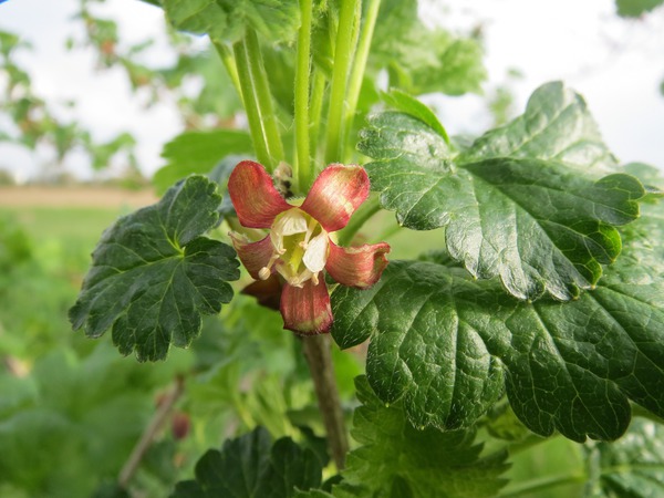 Stachelbeerblüte