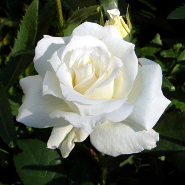 Rose White Symphonie