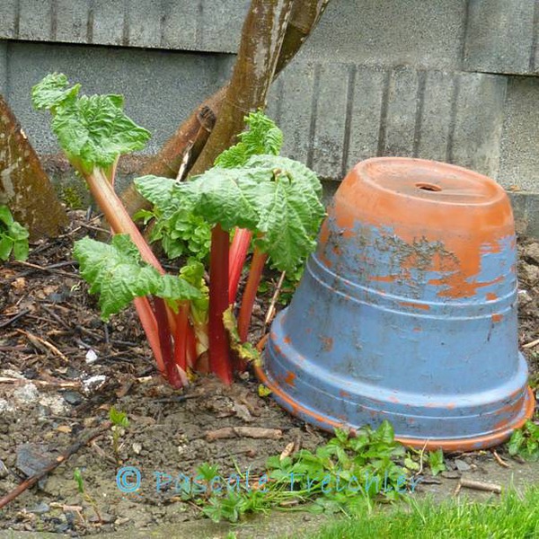 Rhabarber verfrühen Lubera