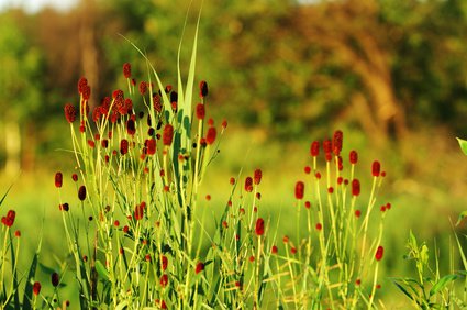 Wiesenknopf, Sanguisorba officinalis im sommerlichen Garten